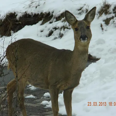 Gemuetliche Nichtraucherwohnung Direkt Am Wald シュマレンベルク